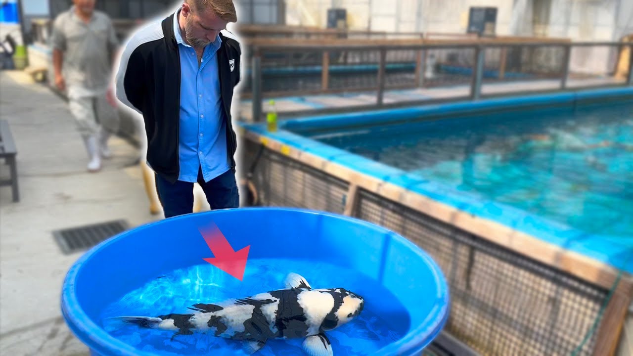 Searching for Black and White Koi Fish to Grow Out!