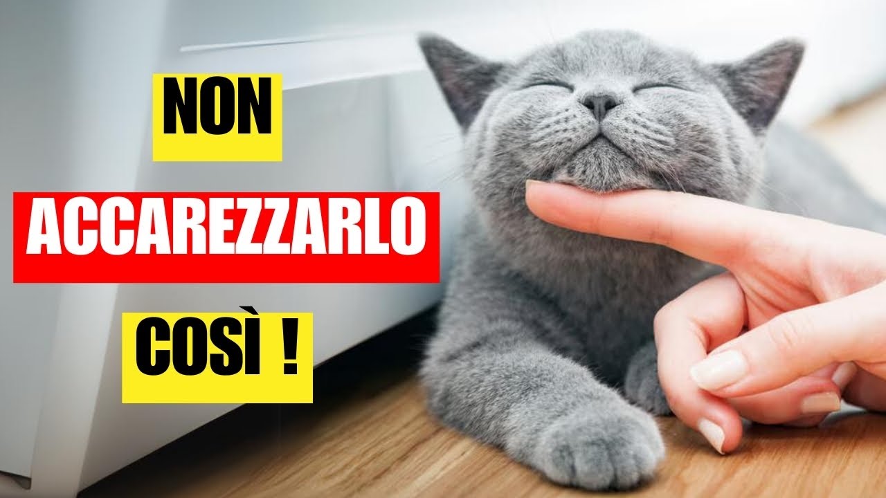 Come e dove accarezzare il tuo gatto | Rendilo felice