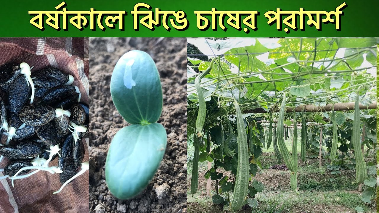 বর্ষাকালে ঝিঙে চাষ। ঝিঙ্গা বীজ থেকে চারা তৈরি। How to grow Ridge gourd from seeds