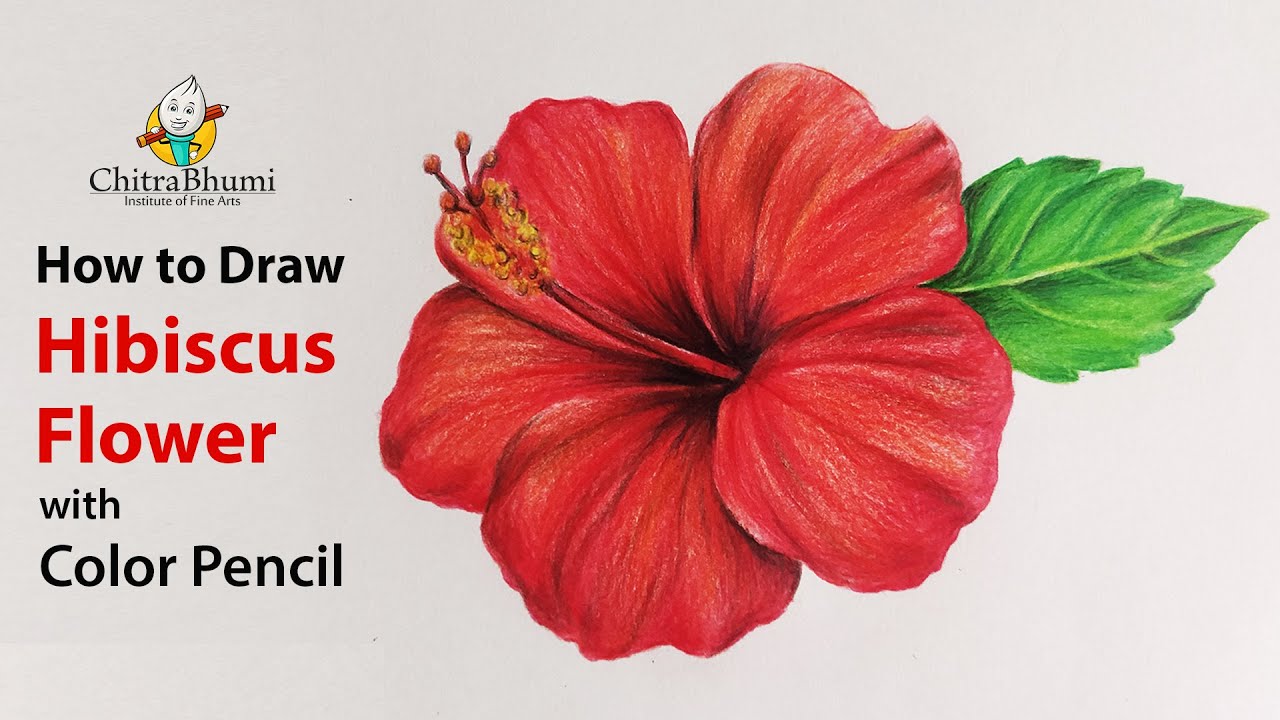 How To Draw Hibiscus Flower | Colored Pencil | Flower Drawing | Easy Step By Step | Art Video