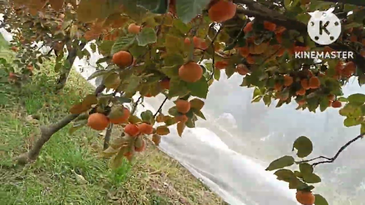 Persimmon japani (fuyu) fruits, plants and  aamlok seeds available#kullu #Manali#Himachal# India