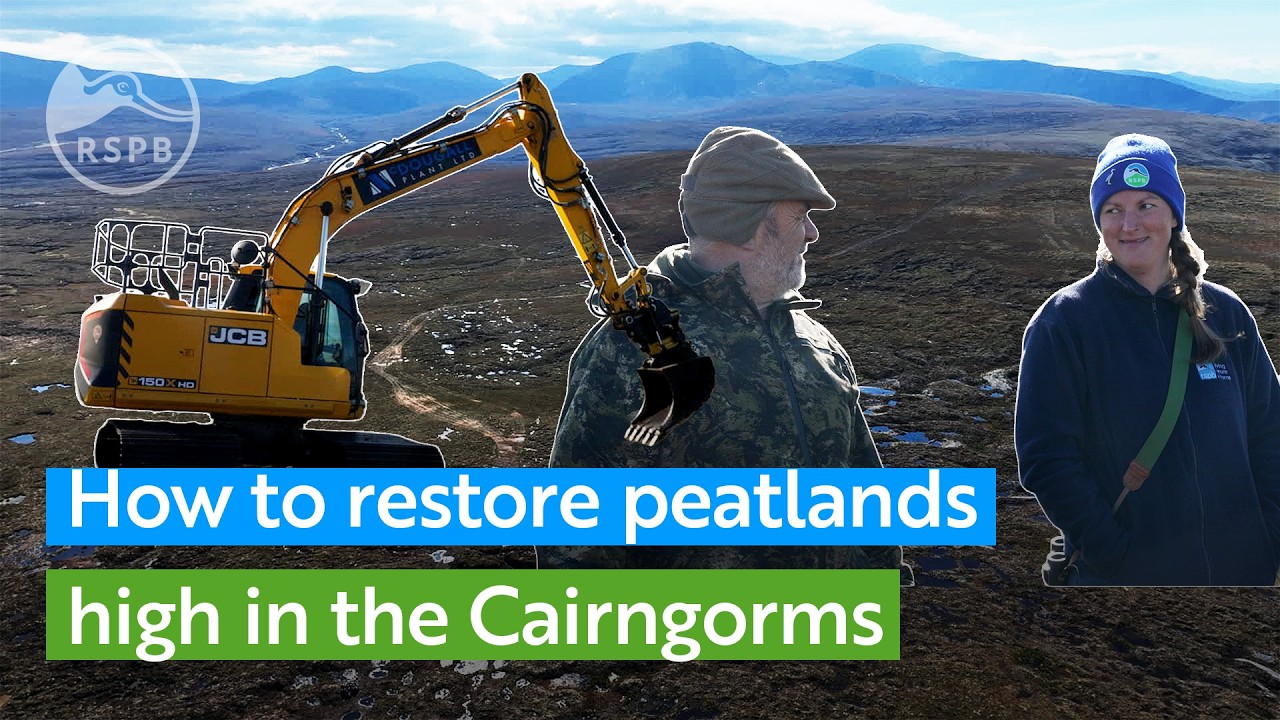 See diggers on top of a Scottish mountain helping to restore peatlands high in the Cairngorms