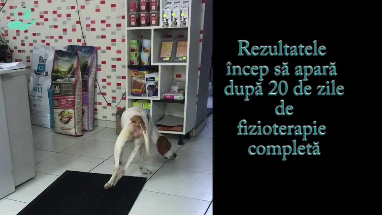 Fizioterapie Veterinara