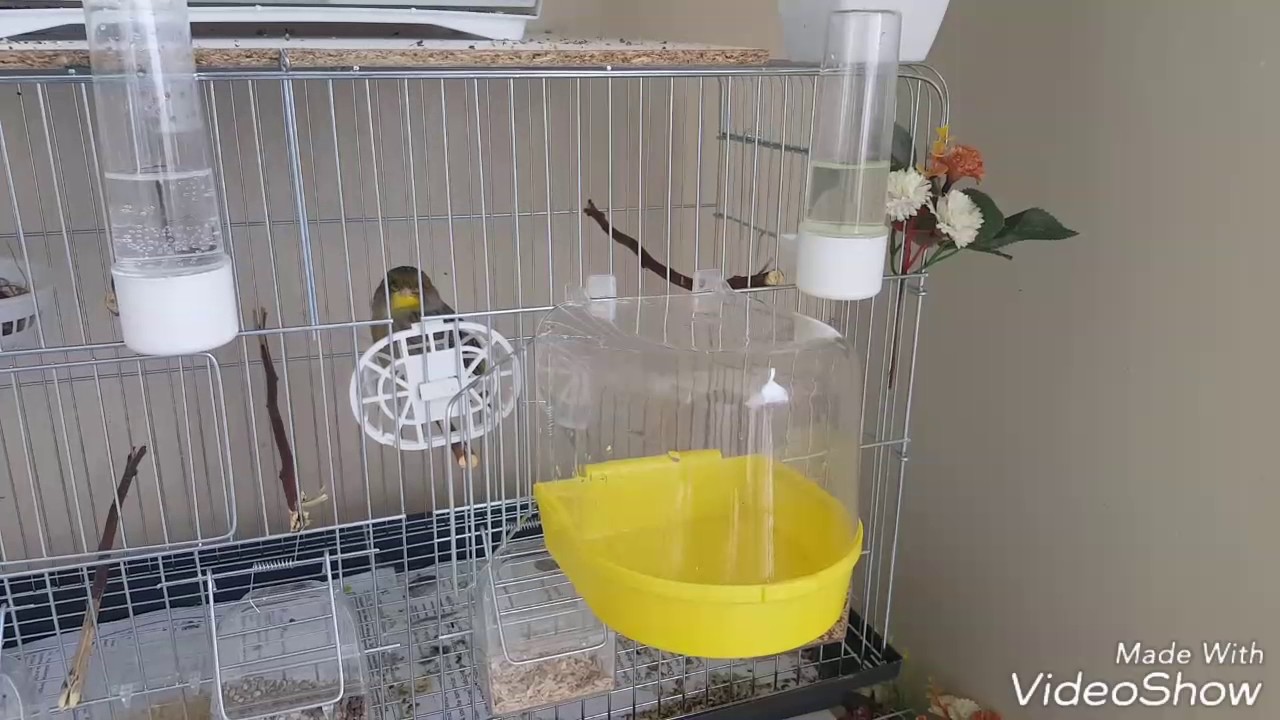 Kuşlarınıza BANYO verirken bunu UNUTMAYIN 🛑☝️