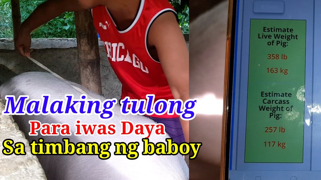 Paraan sa pag timbang ng baboy kung walang kilohan. at iwas daya