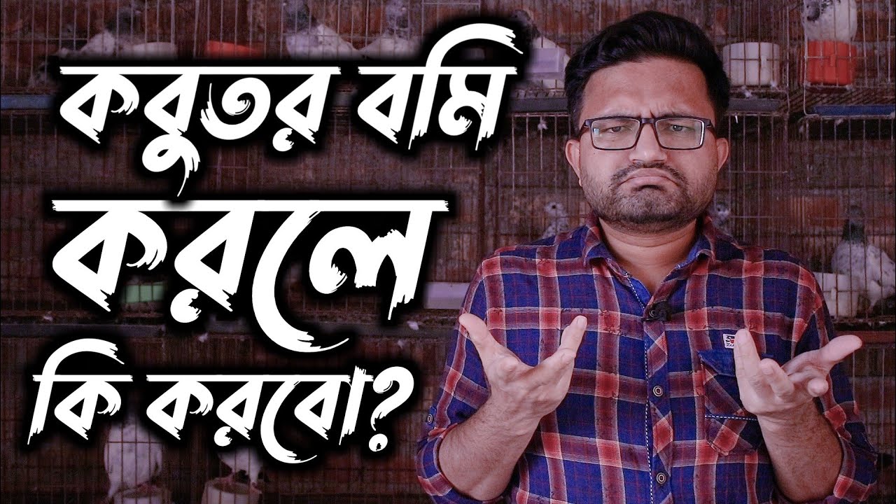 কবুতর বমি করলে কি করবো? এবং এর চিকিৎসা। What do I do if the pigeon vomits? And its treatment.