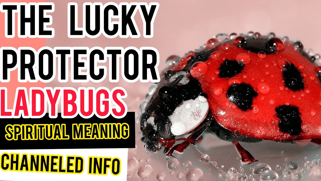 LADYBUGS 🐞SPIRITUAL MEANING & CHANNELED INFO #SPIRITANIMAL #LADYBUG #ANIMALTOTEM