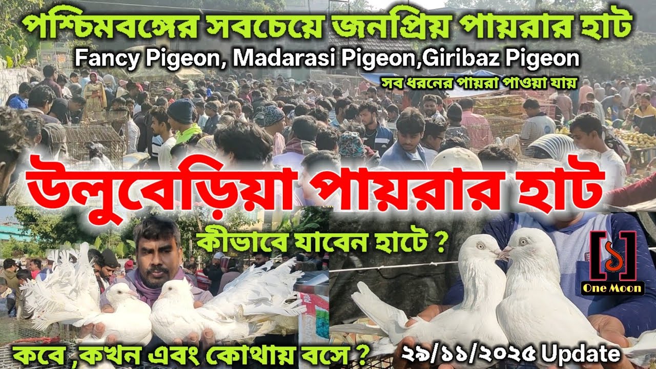 উলুবেড়িয়া পায়রার হাট | Cheapest Pet Market In Kolkata | Uluberia Pigeon Market @OneMoon1 