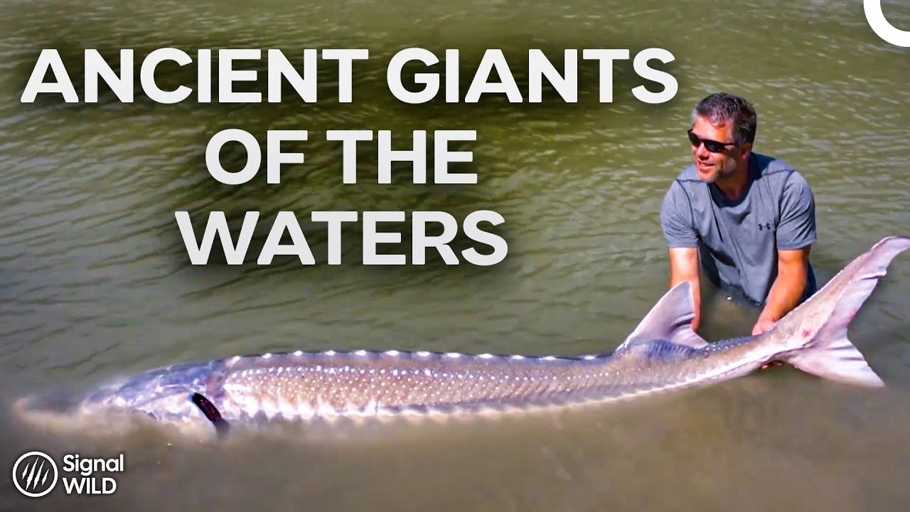 Giants from Beyond Time, Face to Face with the World’s Largest Fish I Trev Gowdy's Monster Fish 8
