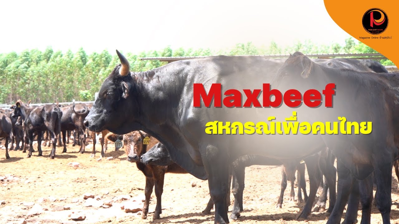 Познакомьтесь с Maxbeef, кооперативом для тайцев | Новости животноводства