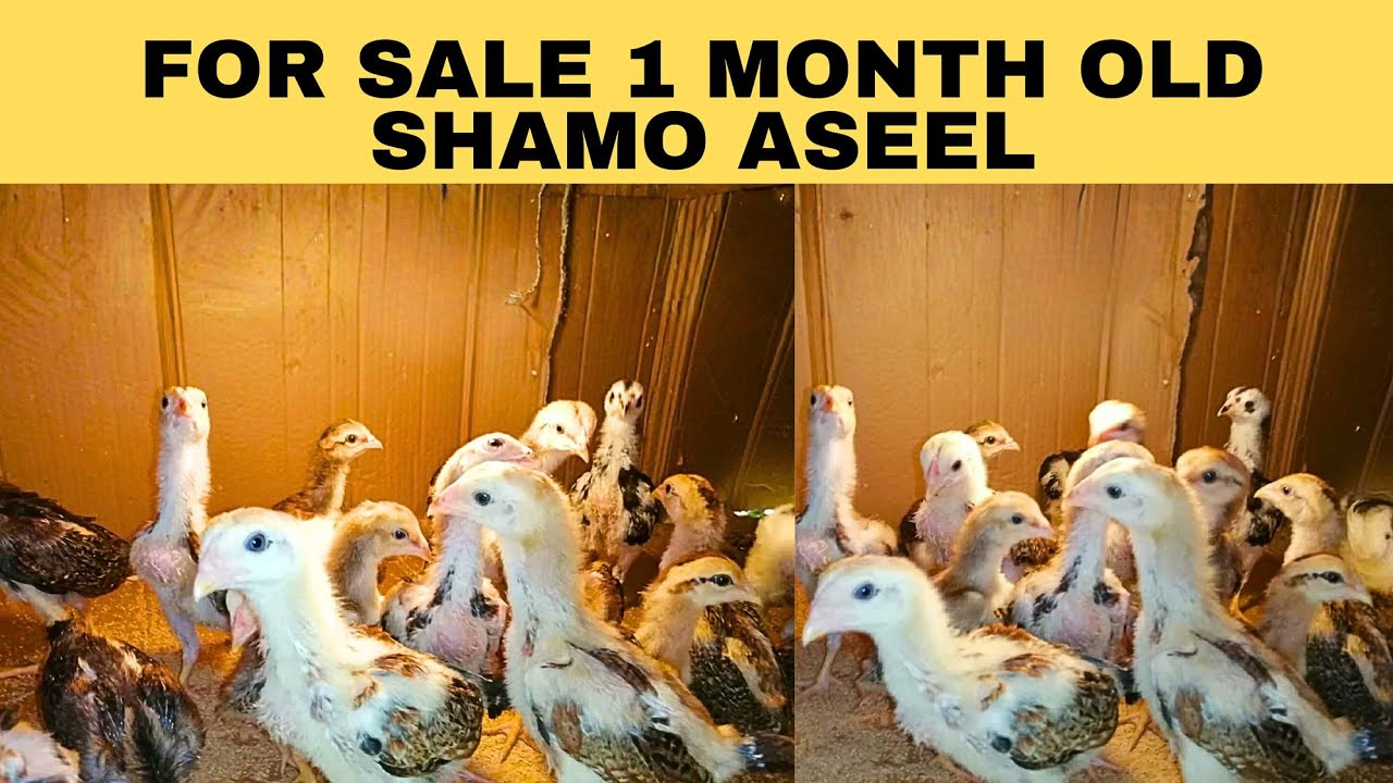 For sale 1 month old shamo aseel