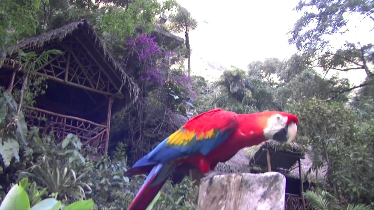SELVA CENTRAL  SAN RAMON - PERU