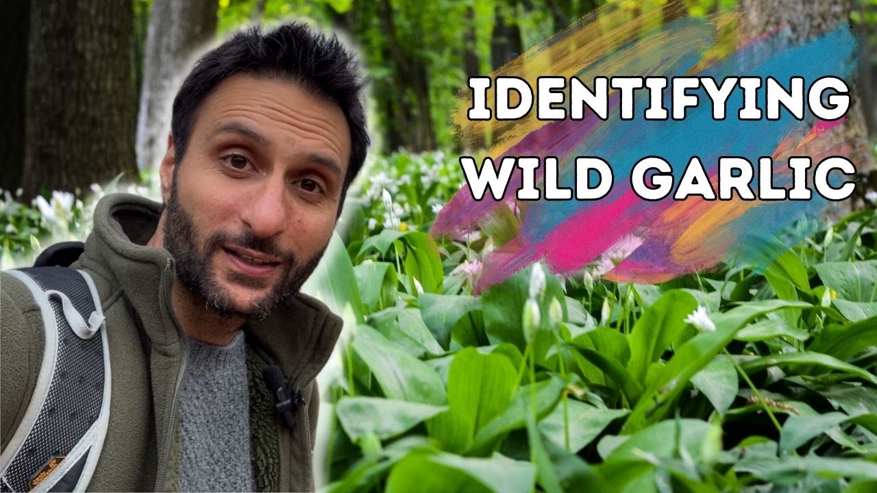 Wild Garlic: The Must-Forage Plant of Spring