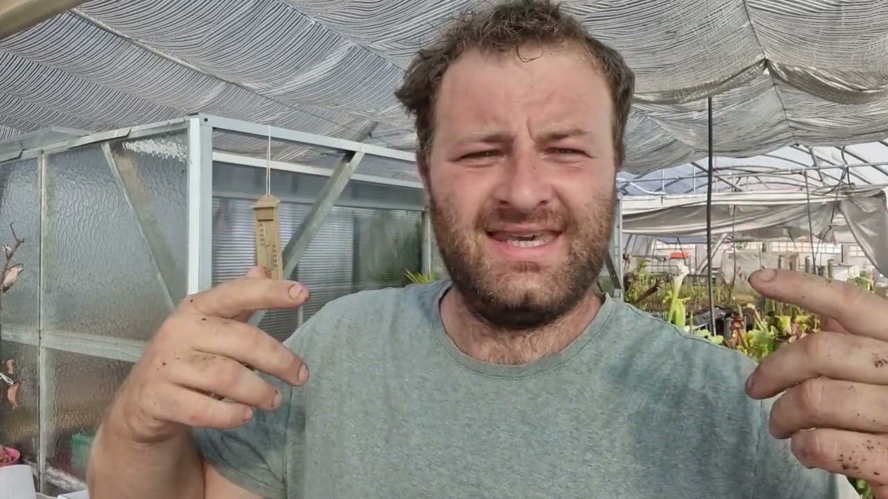 Repiquage d'un semis de Sarracenia