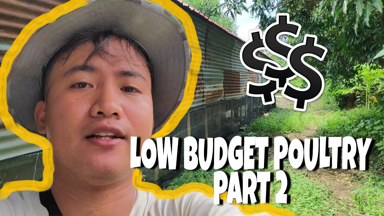 EP16 - BUDGET NG 500 TO 700 NA ITIK AT TIPS ni KADUCKS ABEL duck layer farming