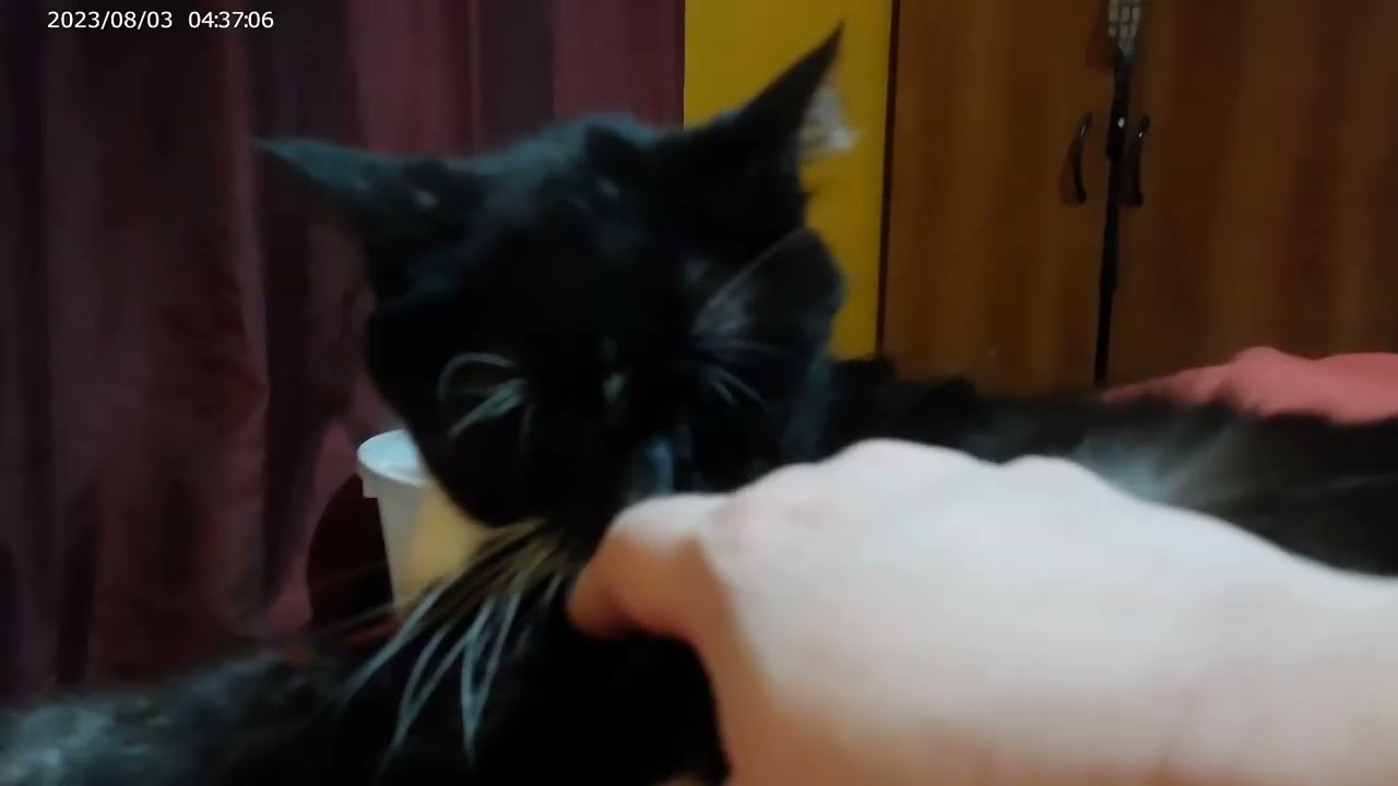 The Ballad of Old Man Kitty (2026).