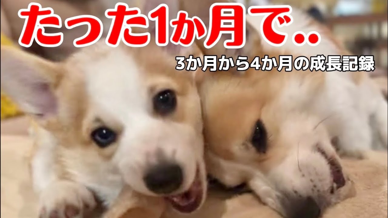 【初めてだらけの1ヶ月】子犬3〜4ヶ月のリアルな毎日🐶🐶成長は早いです