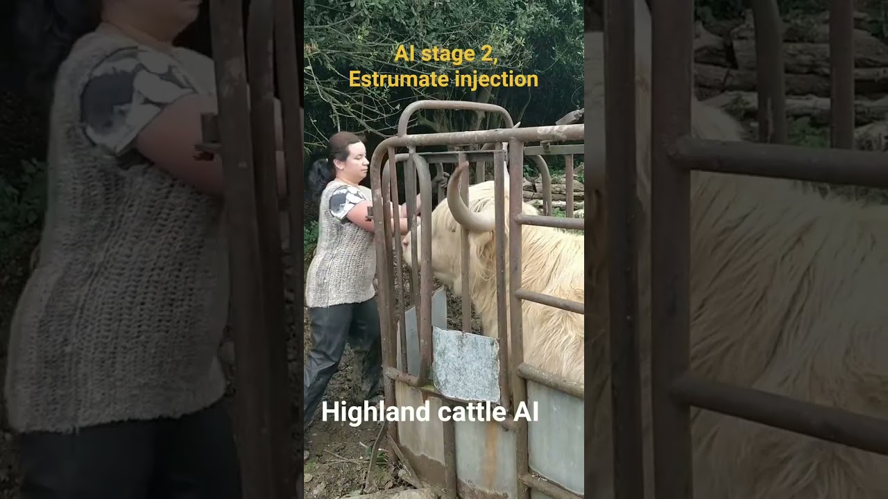 Stage 2 for AI Estrumate injection. Synchronization #cattle #farming #AI #homestead #highlandcow