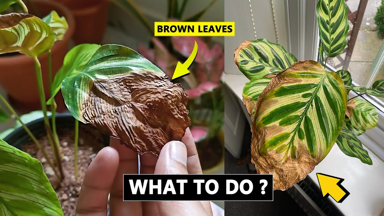 5 Reasons Calathea leaves turning brown and crispy