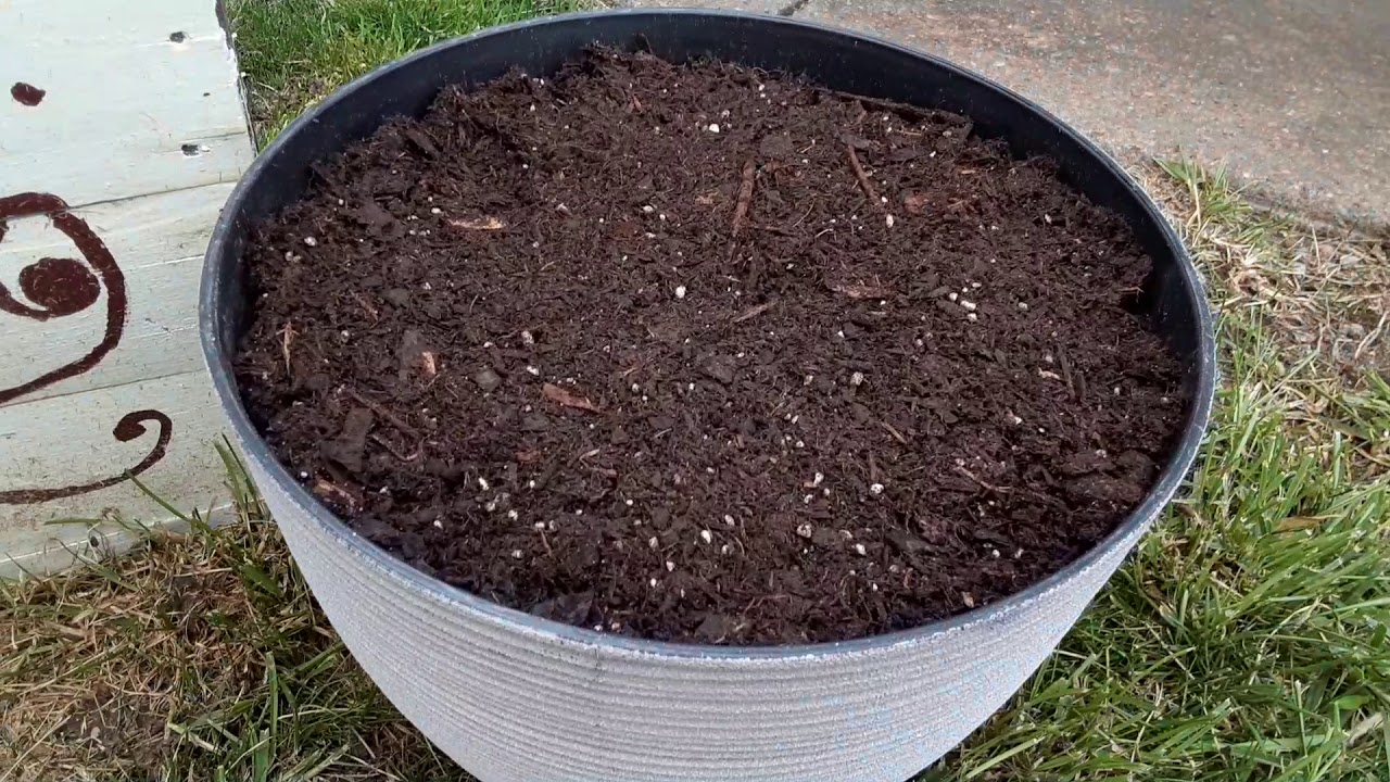 MossMan How To: Potting a Bleeding Heart