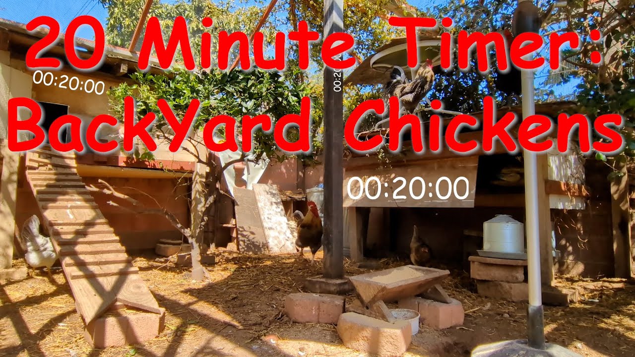 20 Minute Timer: BackYard Chickens