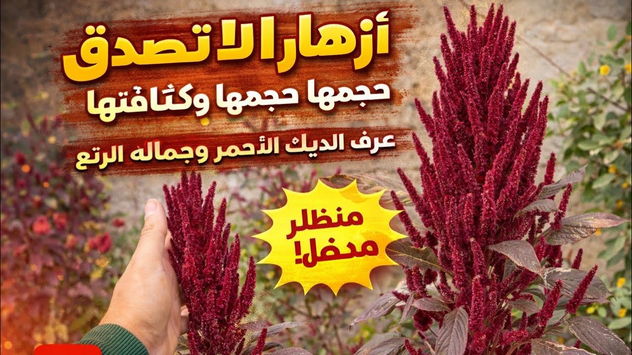 بعد اسبوعين من تصوير  نبات عرف الديك ( ابو ذويل) 