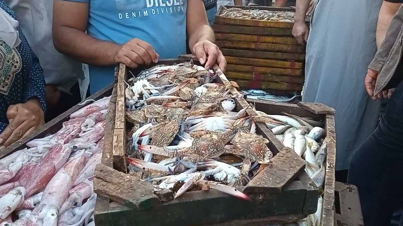 حلقه اسماك المعديه السيد ابو فريده 01285883615