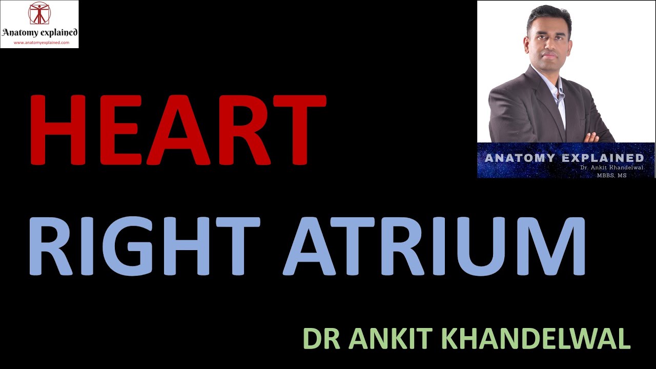 Right Atrium Heart II Anatomy Explained II Dr Ankit Khandelwal