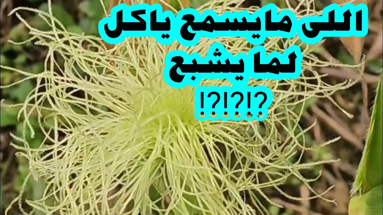 اللى مايسمع ياكل لما يشبع   ⁉️⁉️⁉️