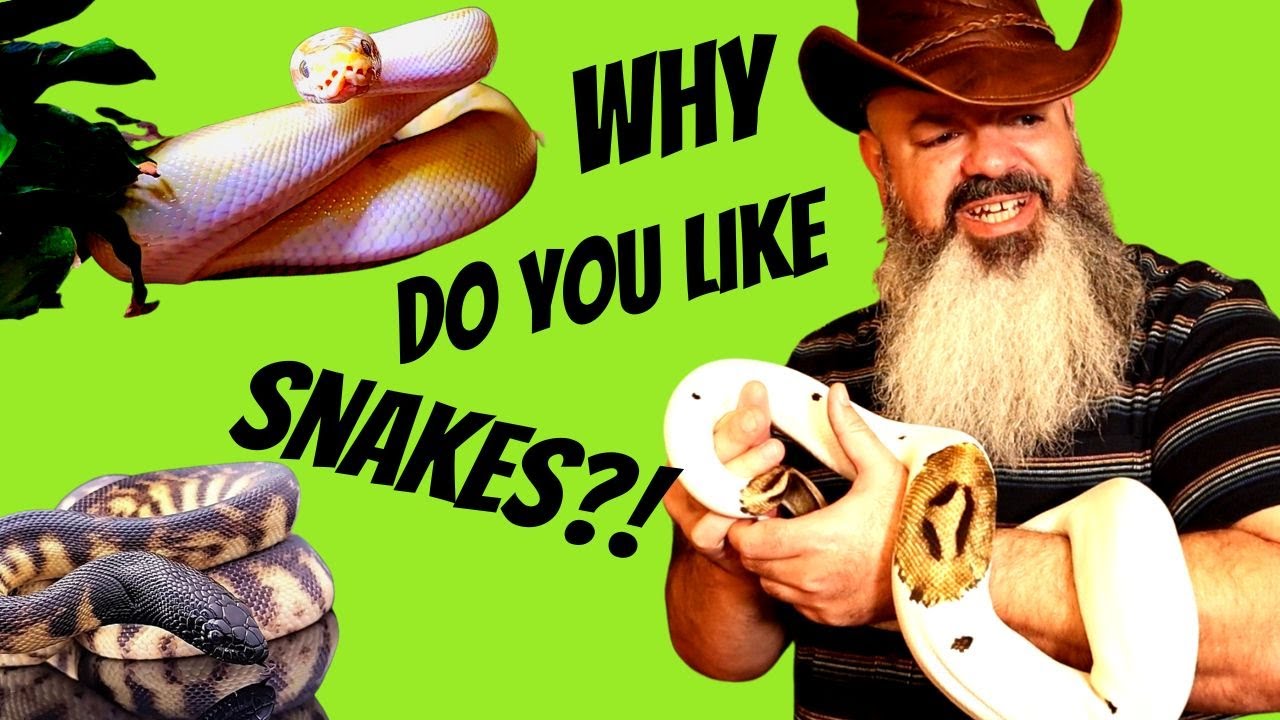 Why Do People Like Snakes?