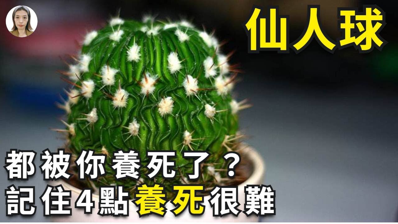 仙人球怎么养|仙人球竟然被你养死？，仙人球和仙人掌是最难养死的植物，如果它都被养死了，你真应该好好看看这期内容|花花世界