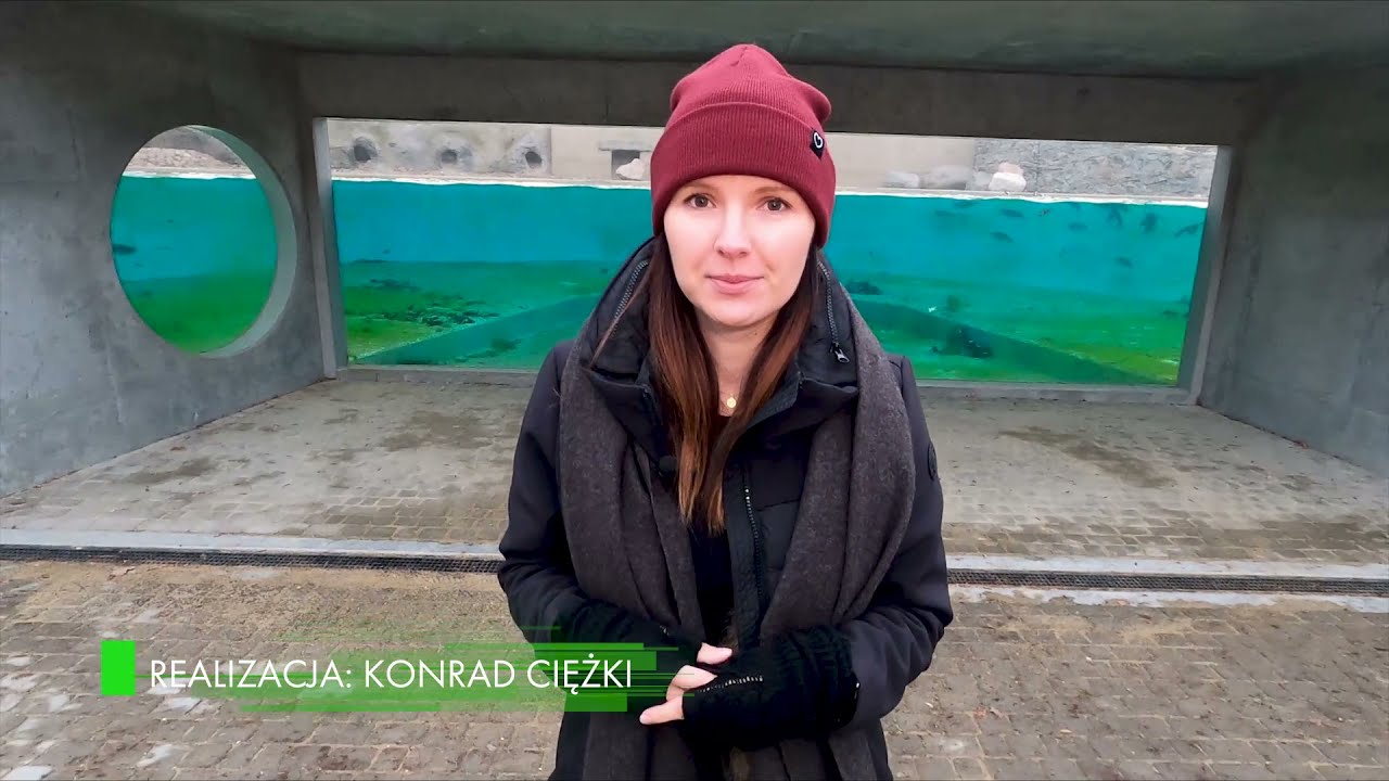Orientarium w Łodzi, odc. 25 - Powrót pingwinów do ZOO w Łodzi