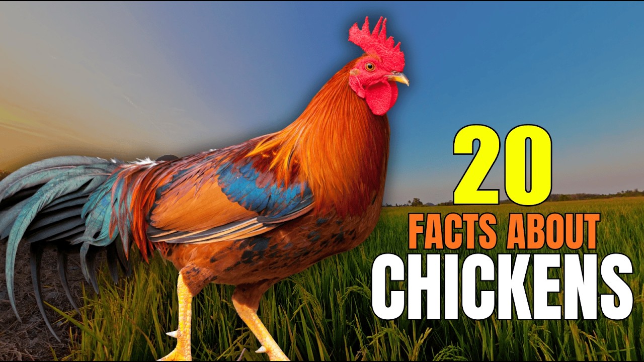20 Facts About Chickens That Will Change How You See Them Forever