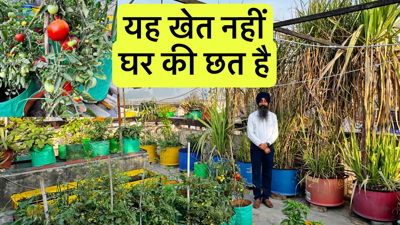 छत पर सब्ज़ियों का पूरा जंगल 🌿 Complete Terrace Garden Tour