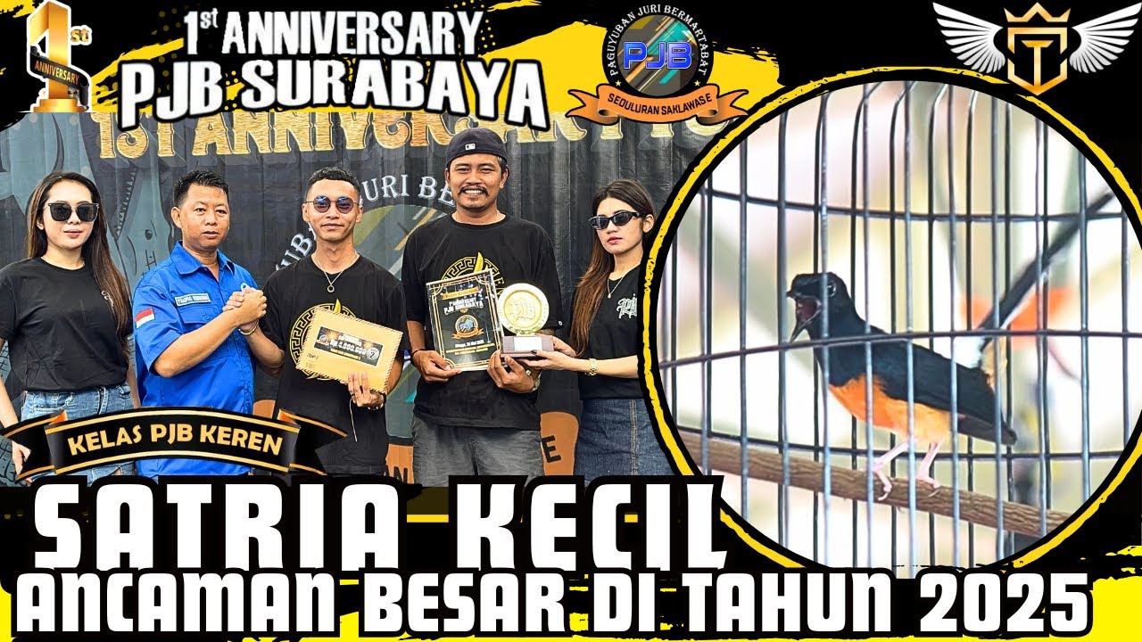 Aksi Heroik Murai Batu SATRIA KECIL Di Gelaran 1st Anniversary PJB ‼️