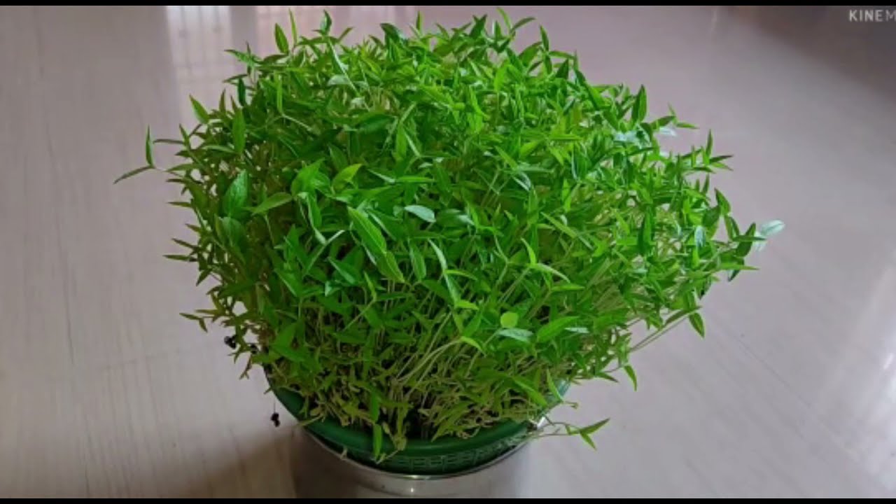 முளைப்பாரி எப்படி போடுவது/how to sprout navadhanyam| navarathiri decoration ideas| golu |#ammamagal