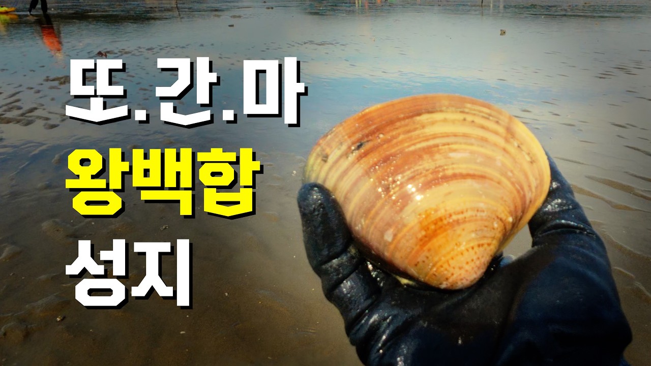 또 간 마시안! 엄마도 캔 왕백합! [마시안갯벌체험장]