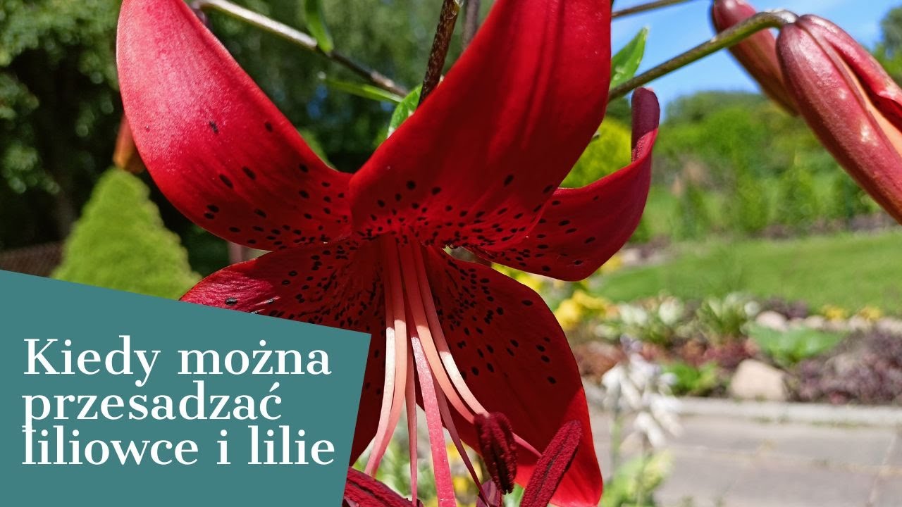 KIEDY MOŻNA PRZESADZAĆ LILIOWCE I LILIE