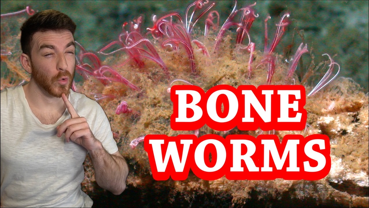 I love bone worms so much