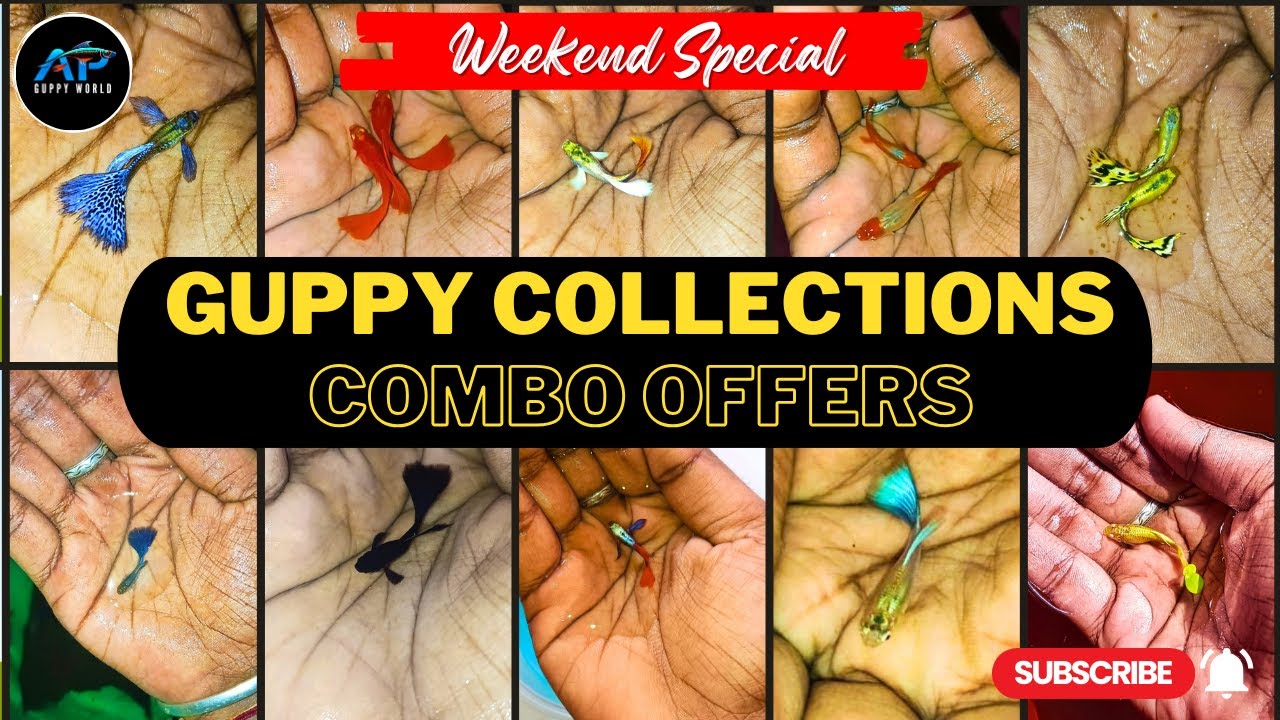 Imported Guppy Fish Collections & Combo Offers | #fishcare #fish #guppyfish #guppyfishbreeding