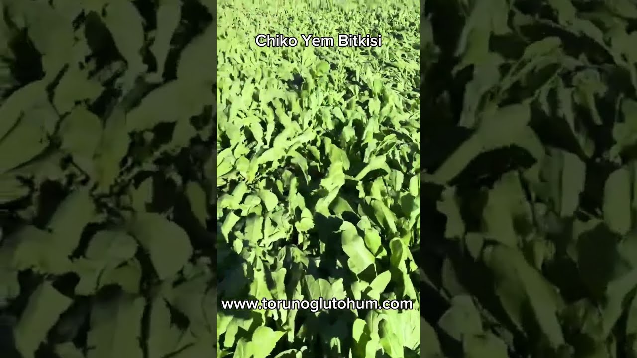 Yapay Mera Chiko Yem Bitkisi