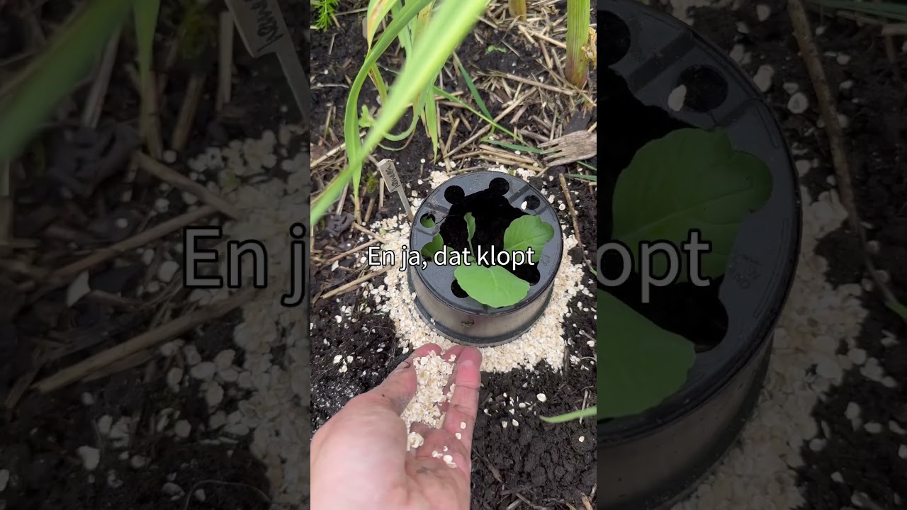 #MOESTUINTIP | Waarschuwing over havermout tegen slakken! (#shorts)