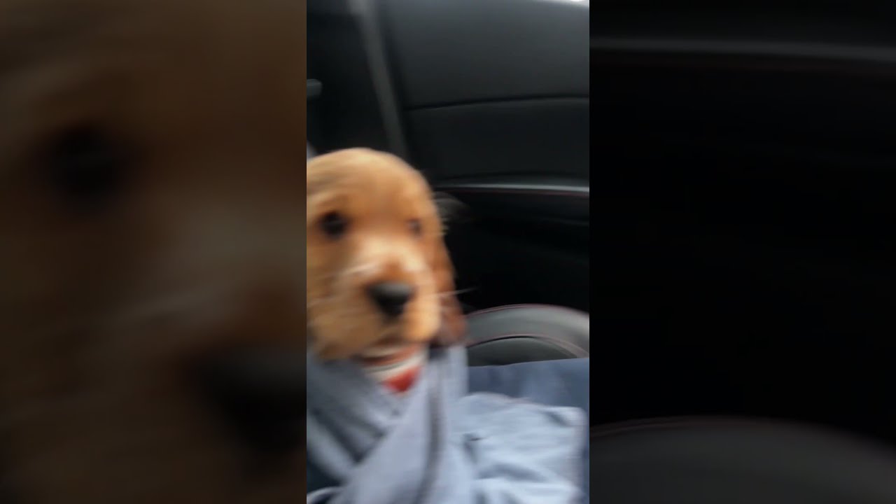 Puppy Was Hoping For Sunshine