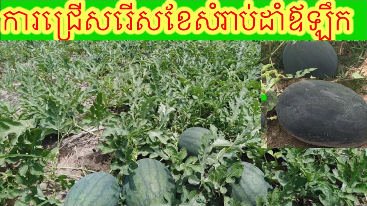 ការជ្រើសរើសខែសំរាប់ដាំដំណាំឪឡឹក និងការថែទាំជាប្រចាំ