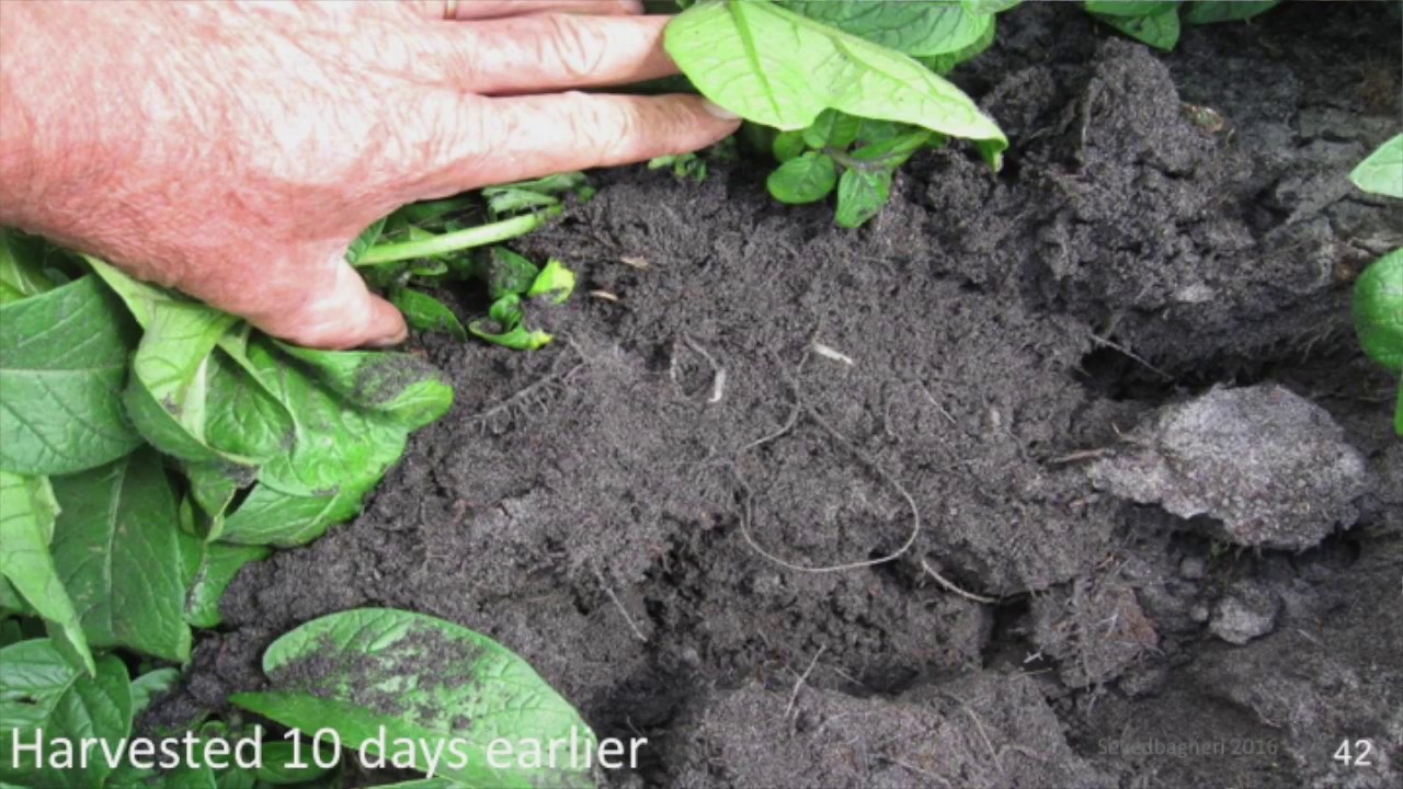 Humate Fertilizers  on Crops - Presentation Video