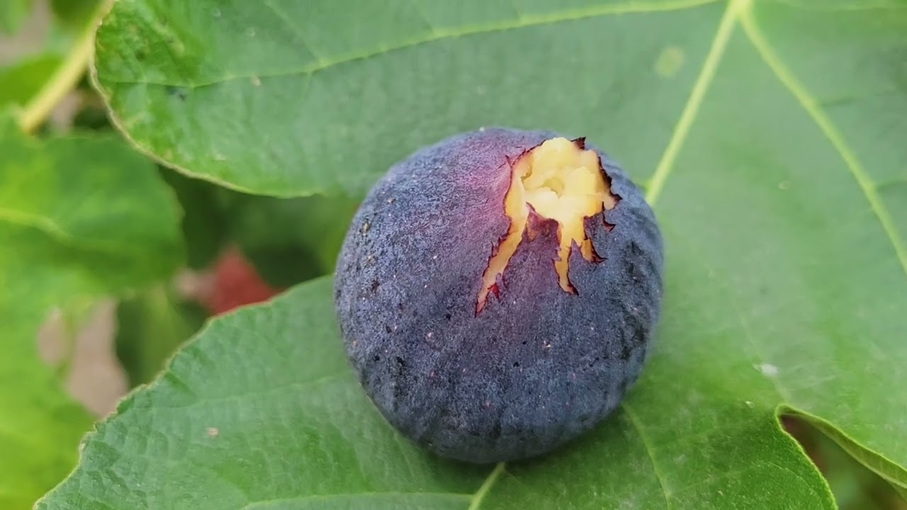 Violette de Solliès fig tree 2026