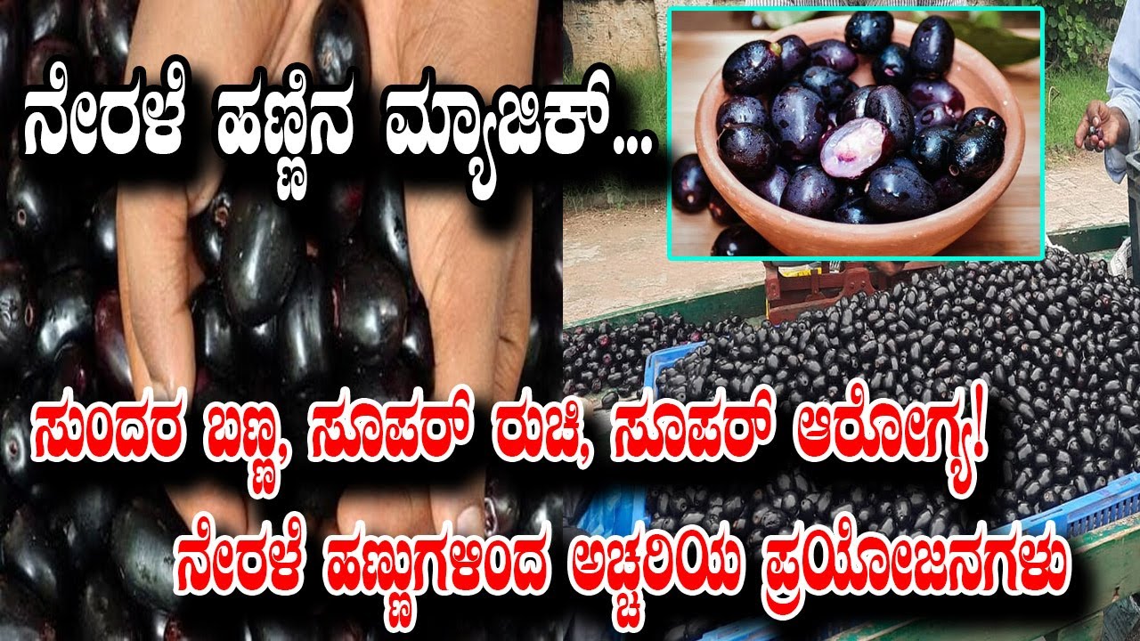 ಇದೀಗ ನೇರಳೆ ಸೀಸನ್ | Nerale Hannu Health Benefits | Jamun  Fruit Benefits | YOYO Kannada News