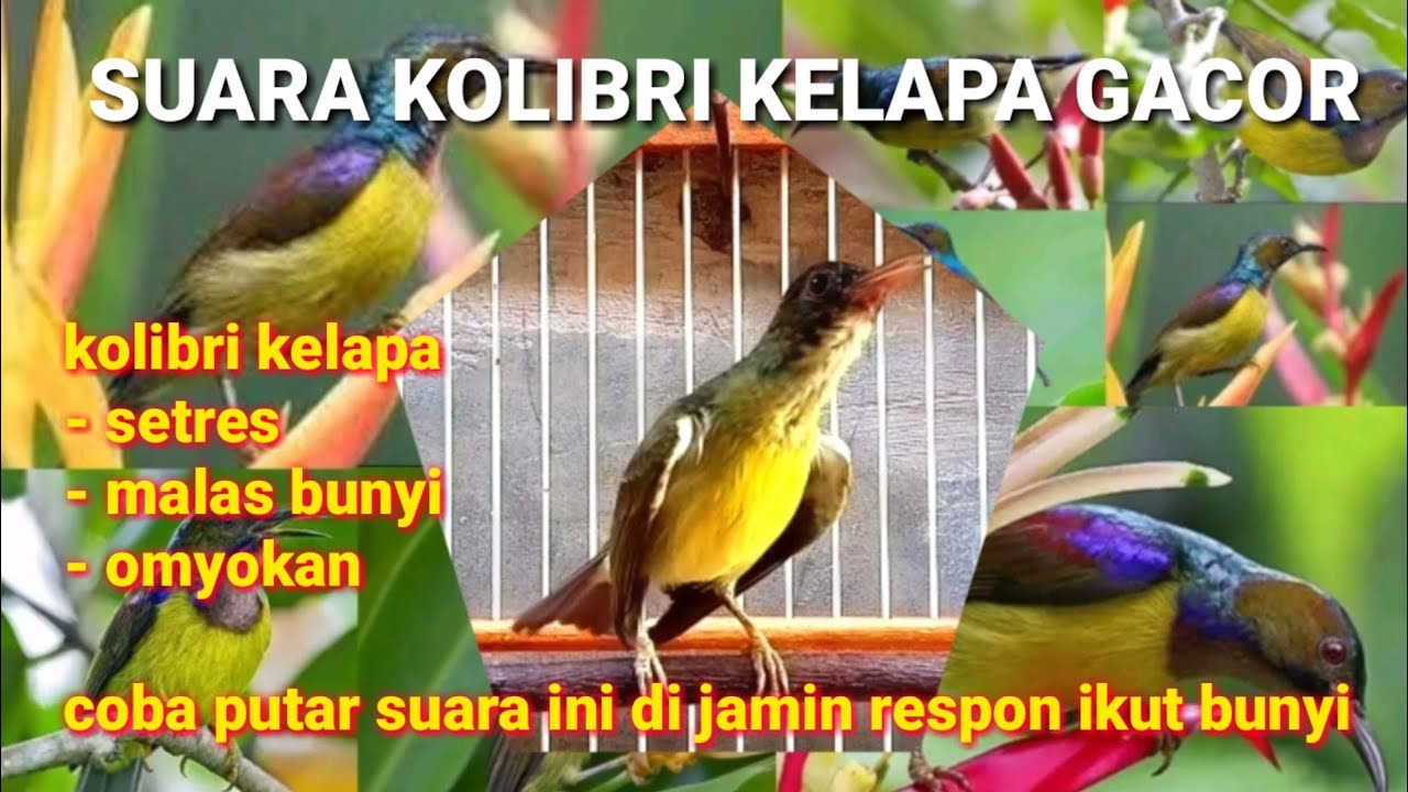 SUARA KOLIBRI KELAPA GACOR || pancingan ampuh buat terapi kolibri kelapa agar bunyi || korlap/wiceh