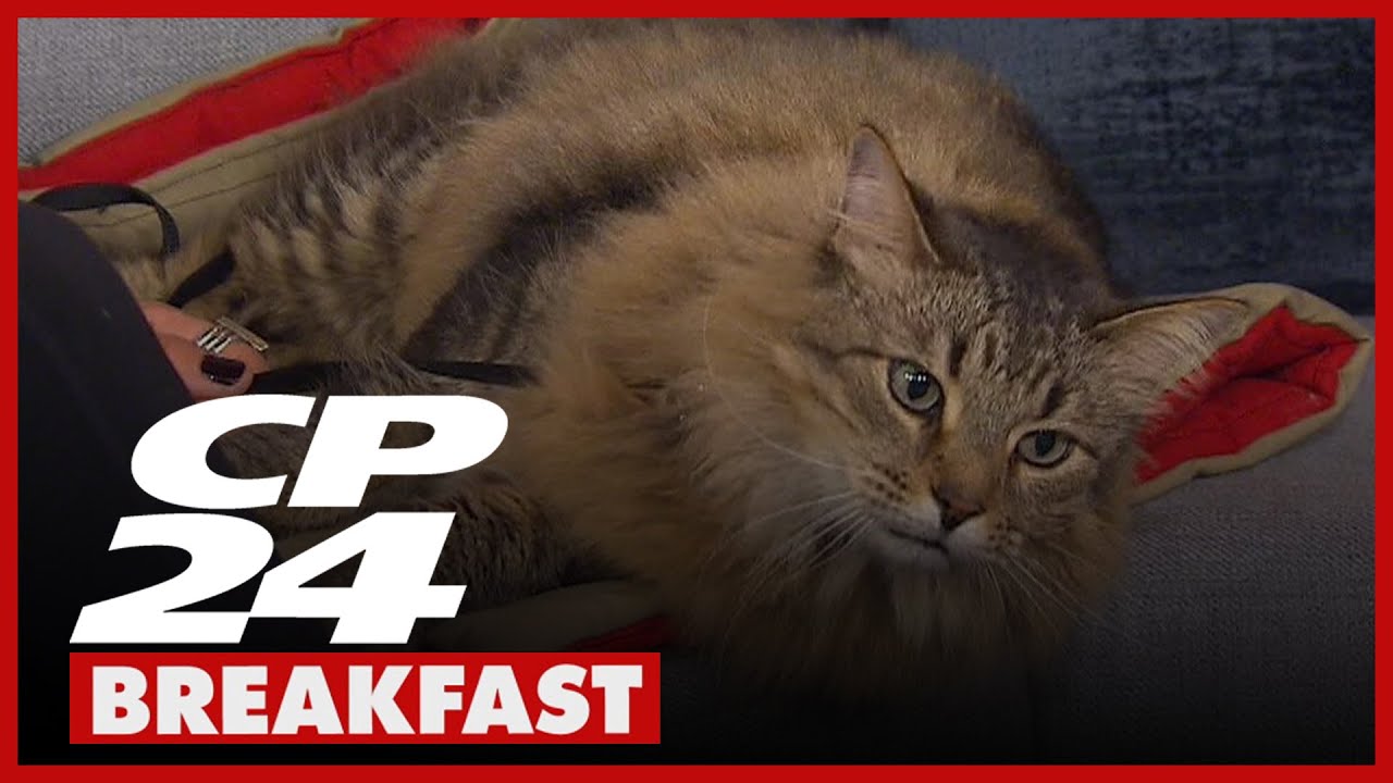 Famous Canadian feline to star in upcoming Austin Butler movie ‘Caught Stealing’