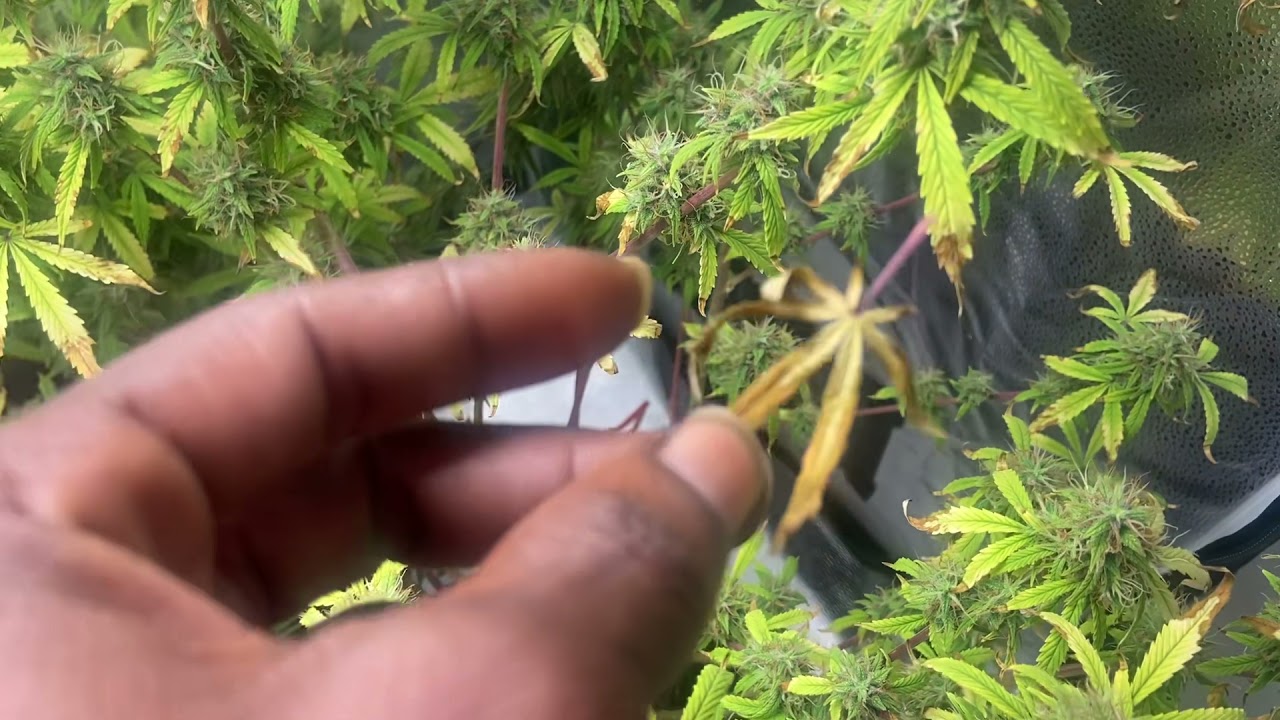 Spider Farmer SF1000 Led Grow Light. Zkittles Watermelon Auto Zkittles Auto💪🏾🤙🏾